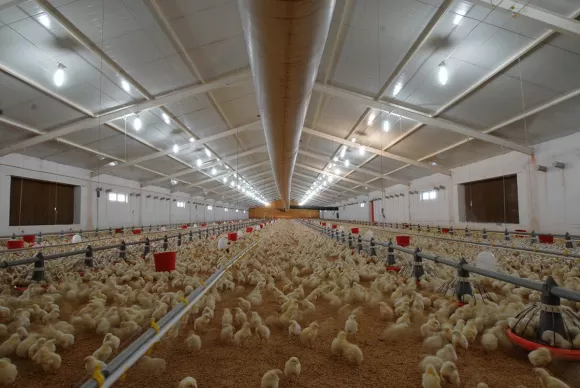 Птицефабрики Птицефабрики